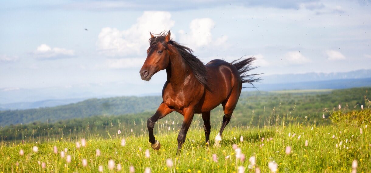 Shockwave for Horses: Exploring Equine Therapy Machines