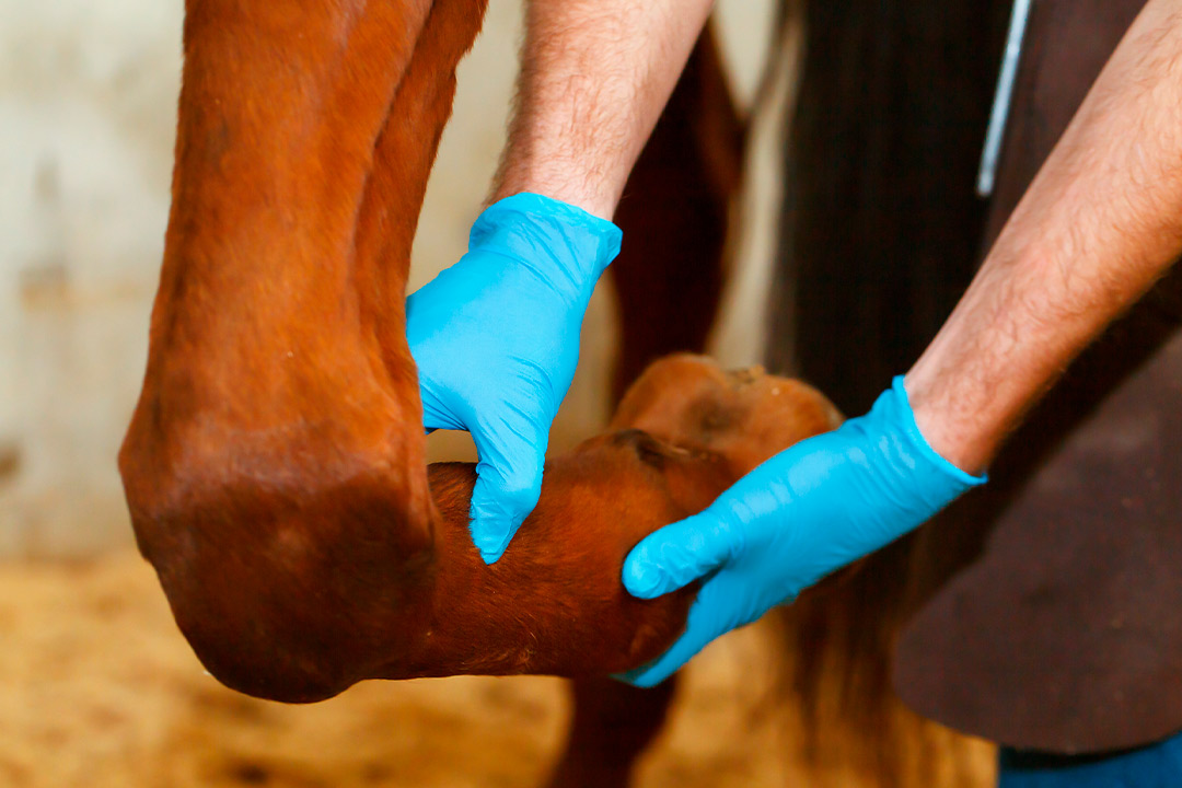 physiotherapy for horse