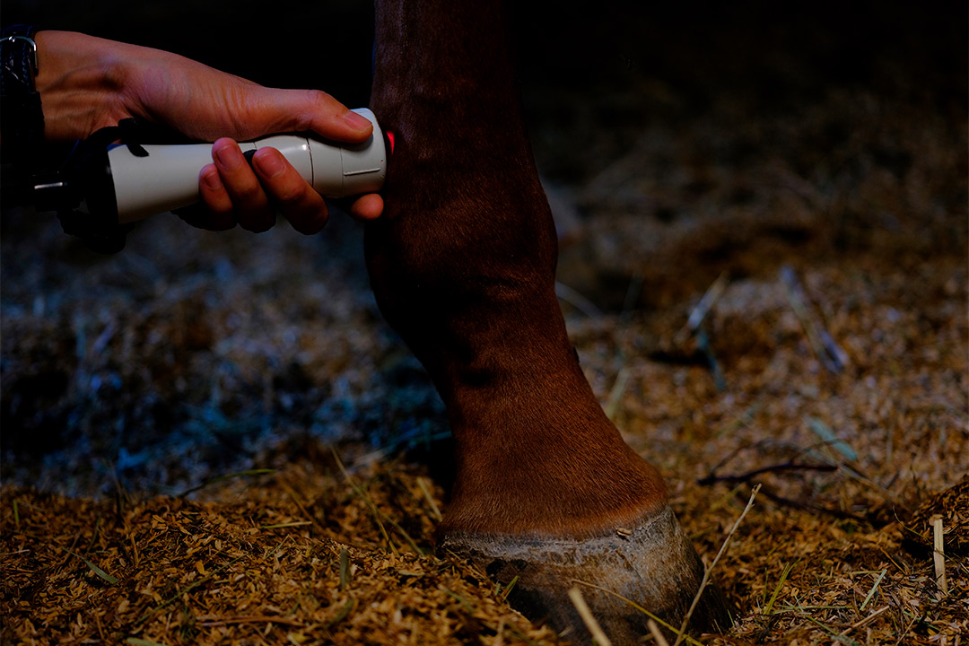 equine Shockwave Therapy