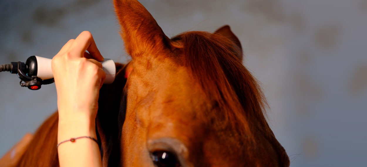 Equine Shockwave Therapy: Benefits and Equipment Guide