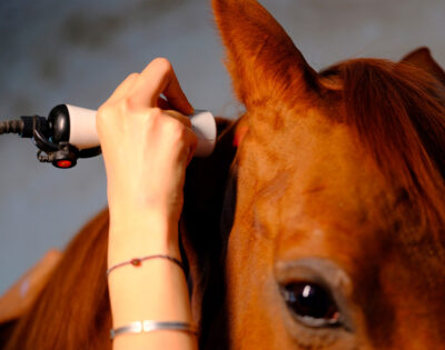 Equine Shockwave Therapy: Benefits and Equipment Guide